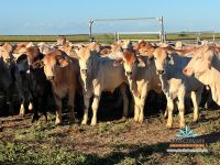 Image_20260325171837554_3c8f1237-cbff-440b-b3d9-8e15501739b9